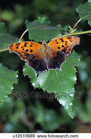 Stock Photo - Orange butterfly on white birch leaf. Fotosearch