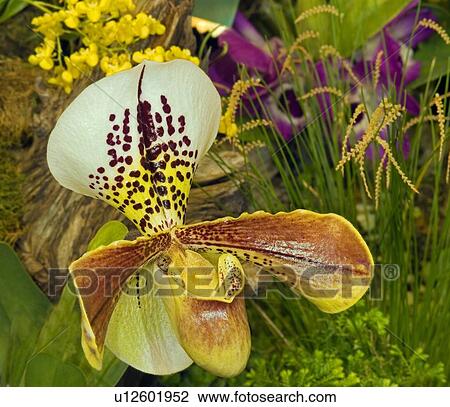 Orchid paphiopedilum View Large Photo Image Stock Image - Orchid paphiopedilum. Fotosearch