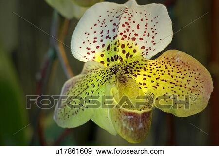 Orchid paphiopedilum View Large Photo Image Stock Photo - Orchid paphiopedilum. Fotosearch