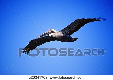 Pelican in flight View Large Photo Image Stock Image - Pelican in flight. Fotosearch