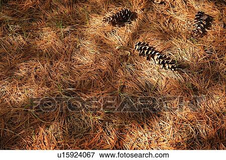 Stock Photo - Pine needles. Fotosearch