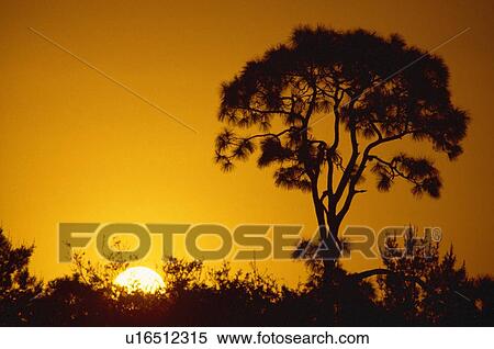 Pine tree silhouette, sunrise View Large Photo Image Stock Photography - Pine tree silhouette, sunrise. Fotosearch