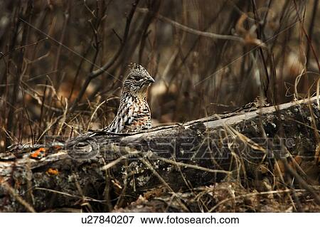 Prairie chicken View Large Photo Image Stock Photo - Prairie chicken. Fotosearch