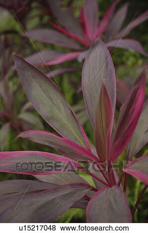 Purple leaves View Large Photo Image Stock Photo - Purple leaves. Fotosearch