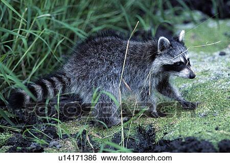 Stock Photograph - Raccoon. Fotosearch