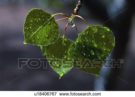 Stock Photo - Raindrops on aspen leaves. Fotosearch