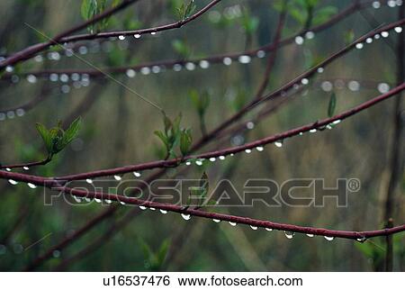 raindrops on dogwood branches View Large Photo Image Stock Photograph - raindrops on dogwood branches. Fotosearch