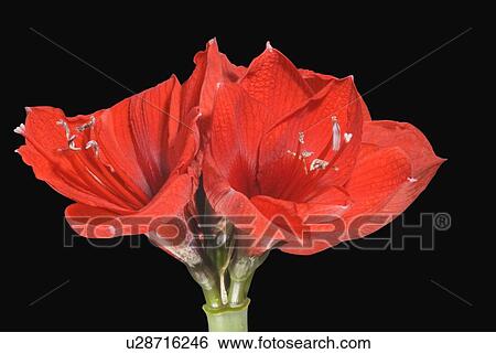 Stock Photograph - Red amaryllis. Fotosearch