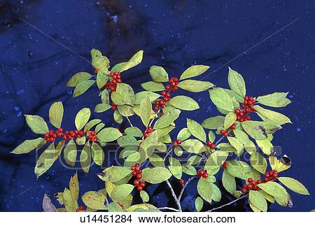 Picture - Red berries on a branch. Fotosearch