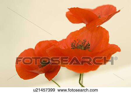 Stock Photo - Red poppies. Fotosearch