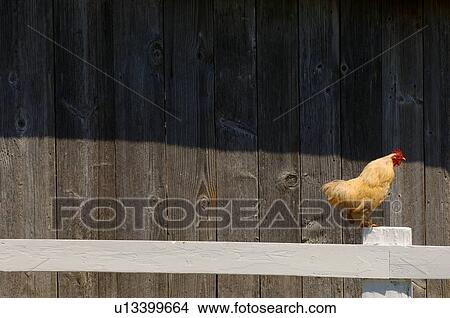 Rooster on fence View Large Photo Image Picture - Rooster on fence. Fotosearch