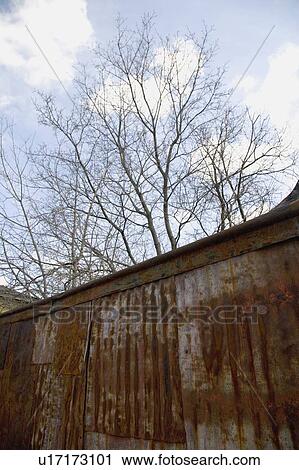 Rusty wall and tree View Large Photo Image Stock Image - Rusty wall and tree. Fotosearch