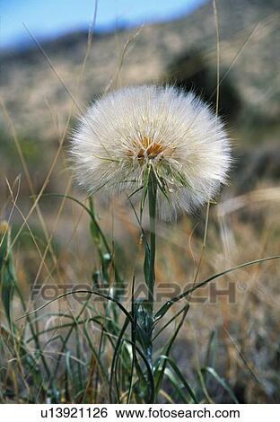 Stock Photograph - Salsify flower gone to seed. Fotosearch