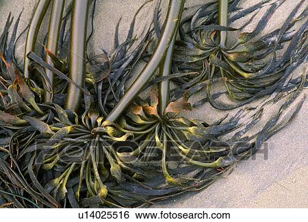 Stock Photograph - Sea kelp on sand. Fotosearch