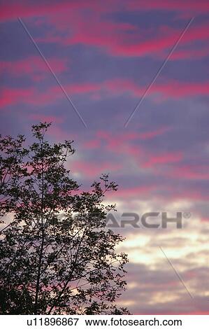Silhouette of a tree at sunset View Large Photo Image Stock Photo - Silhouette of a tree at sunset. Fotosearch