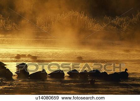 Silhouetted snow geese sleeping on misty water View Large Photo Image Stock Photo - Silhouetted snow geese sleeping on misty water. Fotosearch