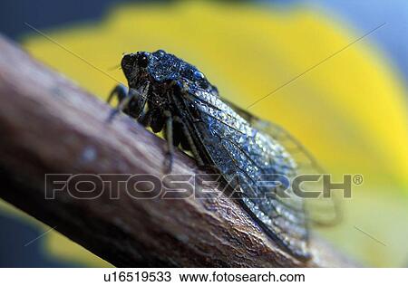 Stock Image - Singing adult Cicada fly. Fotosearch