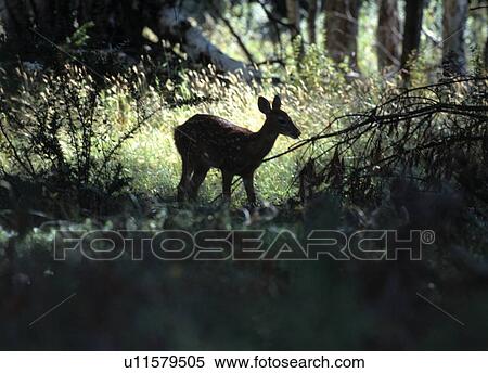 Stock Photography - Single fawn in forest. Fotosearch