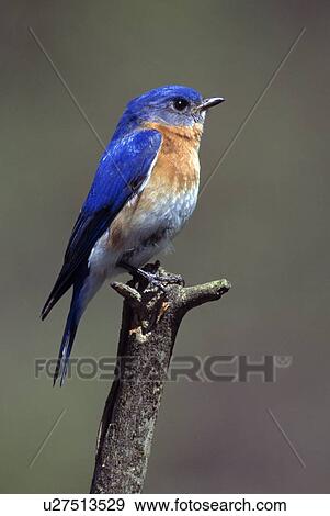 Small Blue Bird View Large Photo Image Stock Photo - Small Blue Bird. Fotosearch
