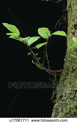 Small branch on tree View Large Photo Image Stock Image - Small branch on tree. Fotosearch