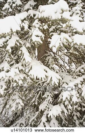 Snowy branches View Large Photo Image Stock Image - Snowy branches. Fotosearch