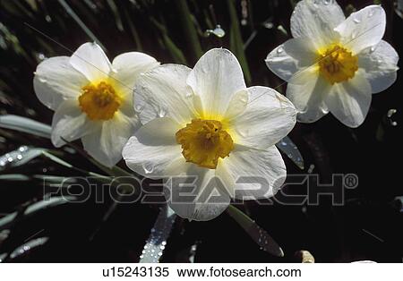 Spring flowers View Large Photo Image Stock Photography - Spring flowers. Fotosearch