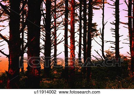 Sunset through the forest trees View Large Photo Image Stock Image - Sunset through the forest trees. Fotosearch