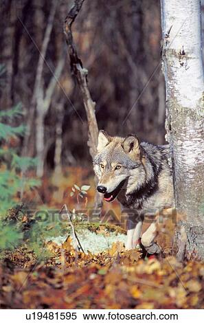 Timber wolf View Large Photo Image Stock Photography - Timber wolf. Fotosearch