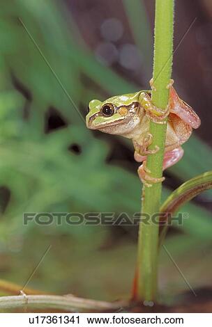 Tree frog View Large Photo Image Stock Image - Tree frog. Fotosearch
