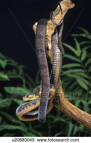 Tree snake View Large Photo Image Stock Photography - Tree snake. Fotosearch