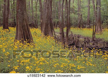 Trees and flowers View Large Photo Image Stock Image - Trees and flowers. Fotosearch