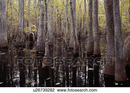 Stock Image - Trees in a swamp. Fotosearch