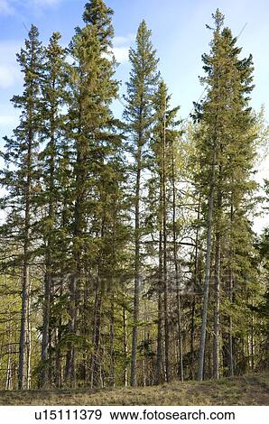 Trees View Large Photo Image Stock Photo - Trees. Fotosearch