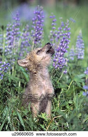 Stock Photography - Wolf Pup howling. Fotosearch