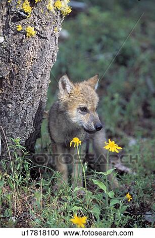 Wolf pup next to tree View Large Photo Image Stock Image - Wolf pup next to tree. Fotosearch