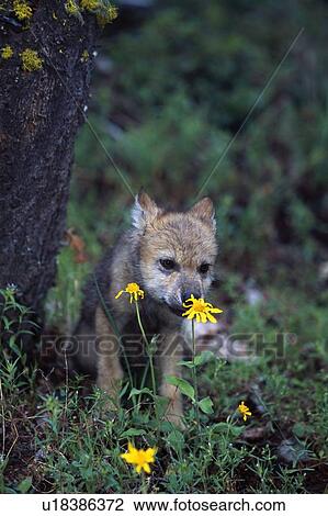 Wolf puppy sniffing yellow flower View Large Photo Image Stock Image - Wolf puppy sniffing yellow flower. Fotosearch