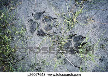Stock Image - Wolf tracks in the mud. Fotosearch