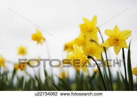 Stock Image - Yellow daffodils. Fotosearch