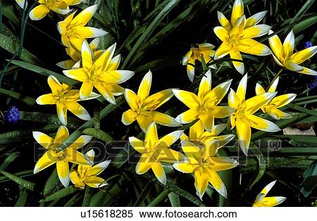 Yellow spring flowers View Large Photo Image Stock Photography - Yellow spring flowers. Fotosearch