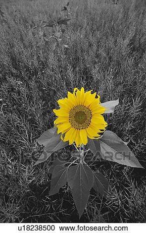 Yellow Sunflower View Large Photo Image Stock Image - Yellow Sunflower. Fotosearch