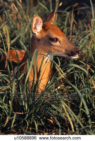 Stock Photograph - Young deer laying in grasses. Fotosearch