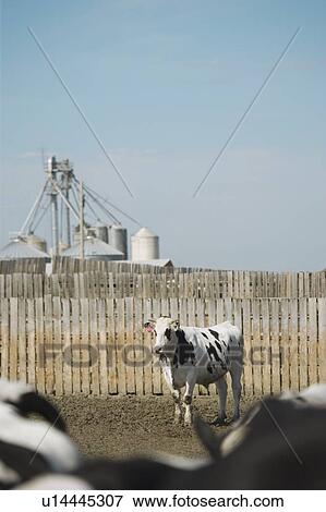 A dairy cow View Large Photo Image Stock Photo - A dairy cow. Fotosearch