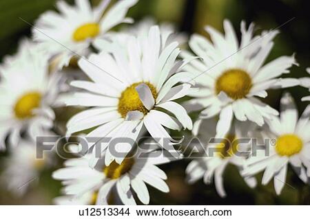 Picture - A group of daisies. Fotosearch