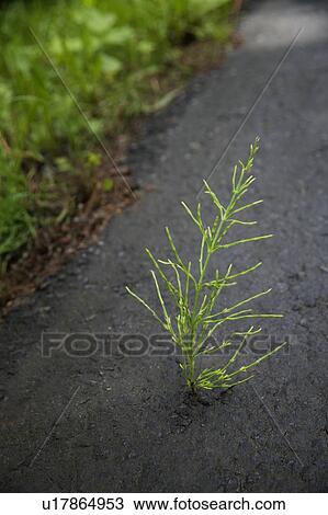 A plant grows through pavement against all odds View Large Photo Image Stock Image - A plant grows through pavement against all odds. Fotosearch
