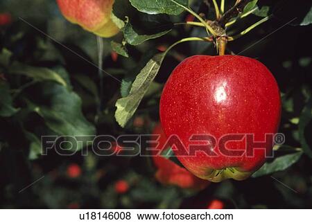 Apple hanging on tree View Large Photo Image Stock Photo - Apple hanging on tree. Fotosearch