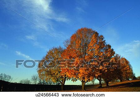 Autumn trees View Large Photo Image Stock Image - Autumn trees. Fotosearch