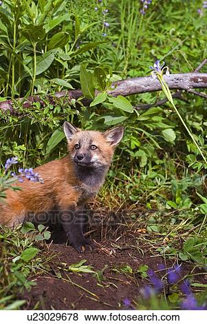 Baby fox at den site View Large Photo Image Stock Photo - Baby fox at den site. Fotosearch