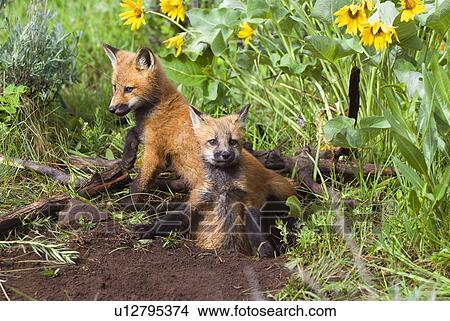 Baby foxes at den site View Large Photo Image Picture - Baby foxes at den site. Fotosearch