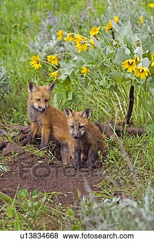 Stock Photo - Baby foxes at den site. Fotosearch