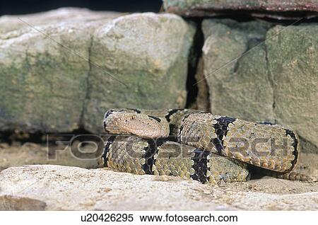 Banded rock rattlesnake coiled View Large Photo Image Stock Photography - Banded rock rattlesnake coiled. Fotosearch